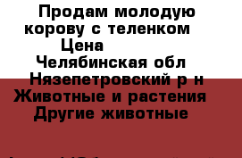 Продам молодую корову с теленком. › Цена ­ 50 000 - Челябинская обл., Нязепетровский р-н Животные и растения » Другие животные   